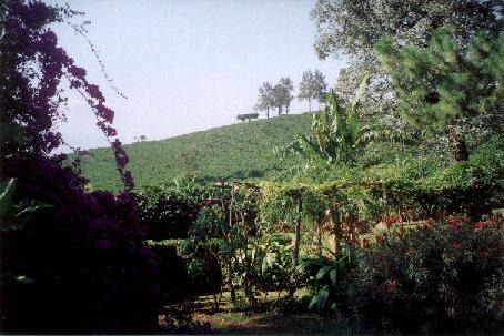 costa6.jpg (37903 bytes)
